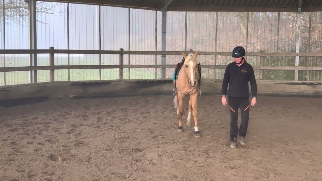 Sorte LF: Vom Bosal zum Halsring