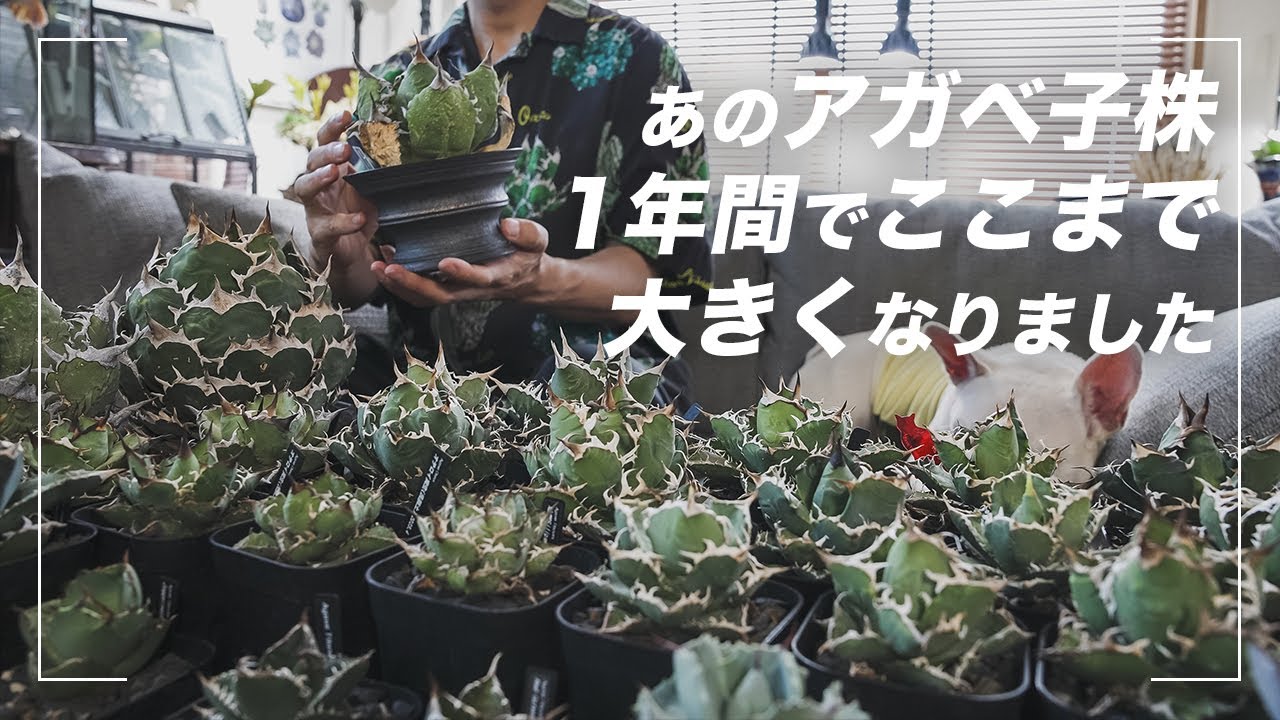 【アガベ】1年間の成長速度がすごい！昨年の子株の成長記録と今年迎え入れたアガベ達の紹介