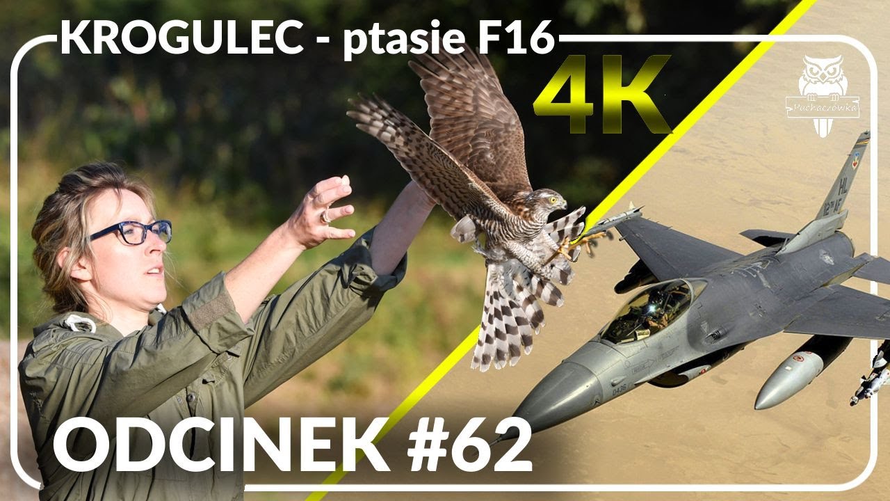 Odcinek #62 - Ptasi F16... Krogulec 🛩️