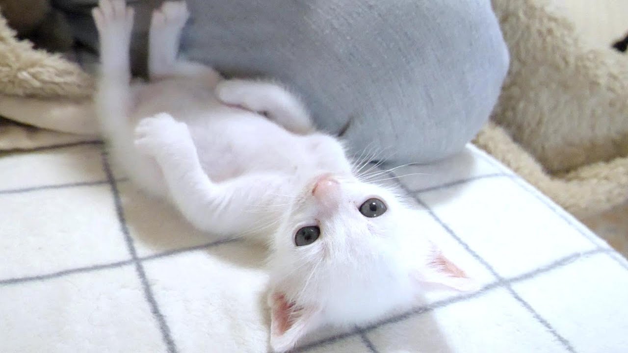 Давать молоко котенку, который просыпается [Пожалуйста, смотрите с субтитрами]