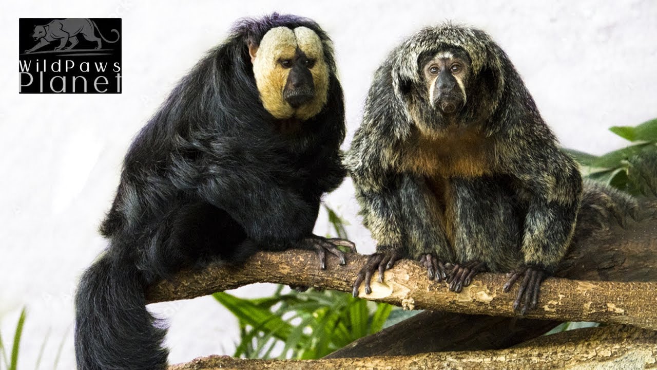 White-Faced Saki Monkeys: Exploring the Enigmatic Primate World