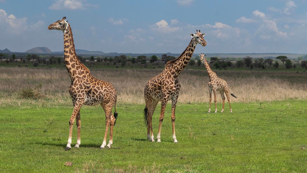 Safari Serengetti-- Overseas Adventure Travel