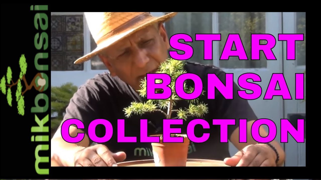 Starting a bonsai tree collection from cuttings, nursery plants Part 1