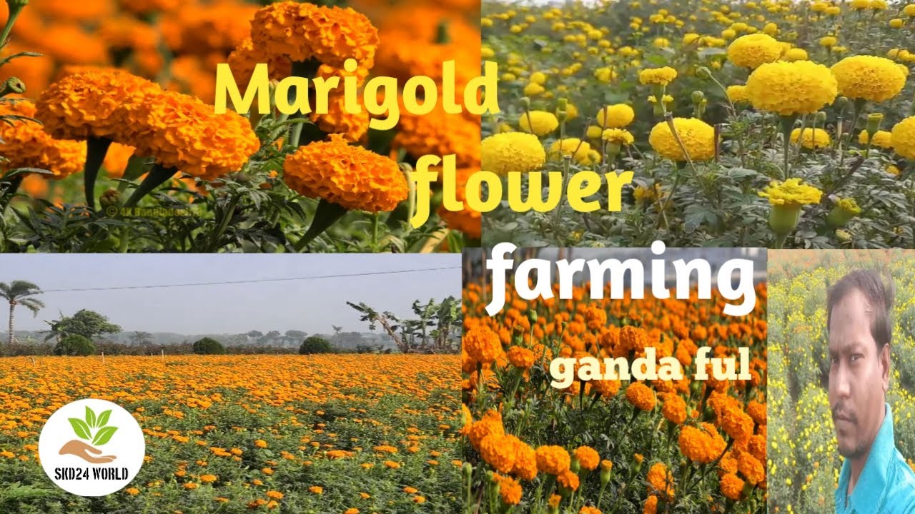 Marigold Farming | Profitable Marigold Farming in India | Marigold Flower Garden | Marigold Plant