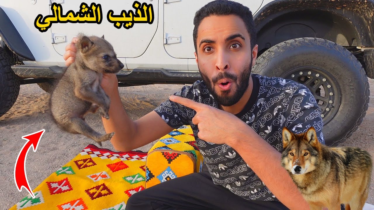 شريت ذيب عمره 15 يوم/اخيرا تحقق الحلم!!😭❤️