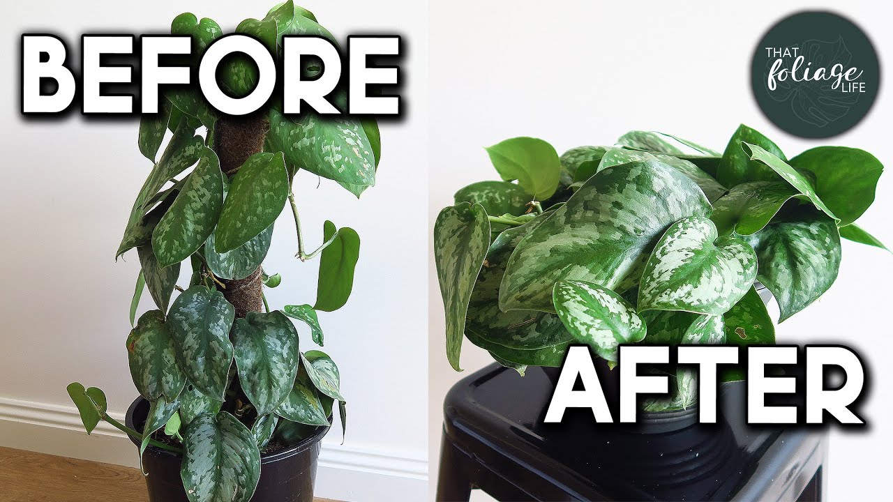 Repotting A Silver Satin Scindapsus