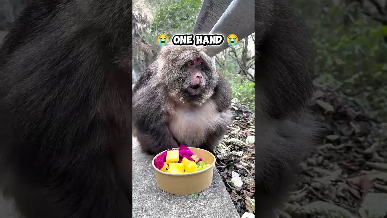 monkey eating the fruits #nature #monkey #ytshorts #fruits