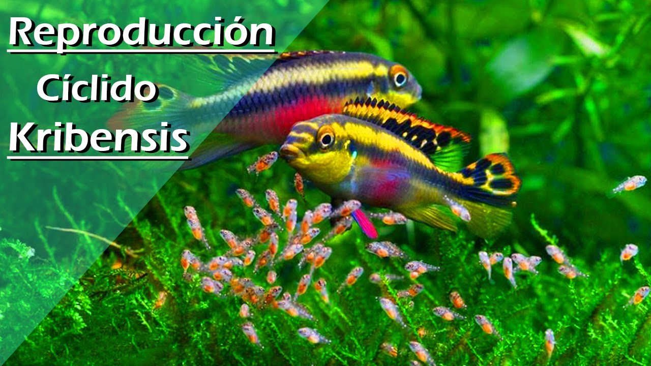 83💜.- Reproducción / Criar / Breeding Pez KRIBENSIS (MUY FÁCIL) [Pelvicachromis Pulcher]