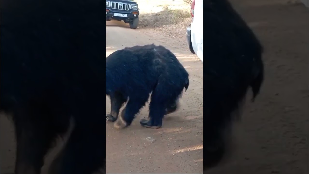 Aggressive Sloth Bear Attack