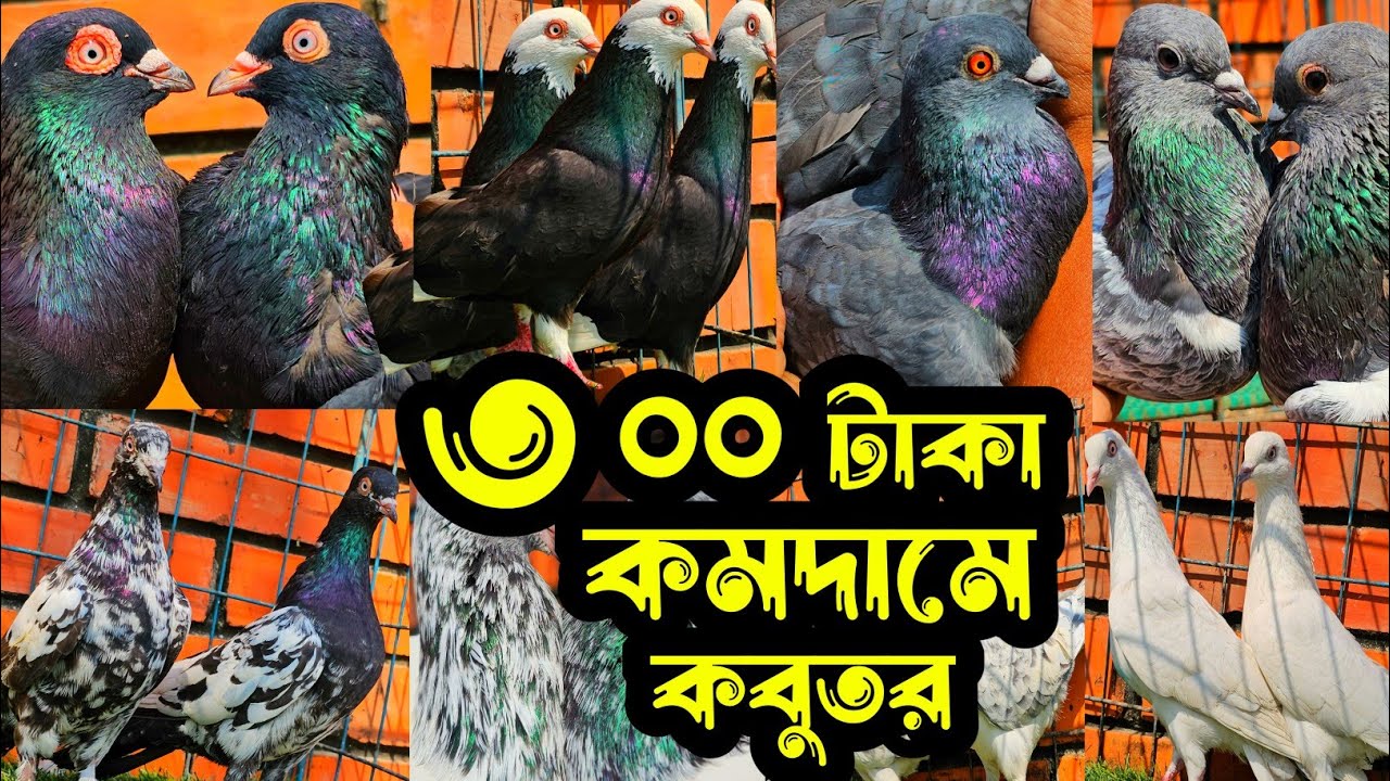 ৩০০ টাকা পিস রেকর্ড পরিমান কমদামে হাইফ্লায়ার গিরিবাজ কবুতর কিনুন | শখের ফেরিওয়ালা | Pigeon |