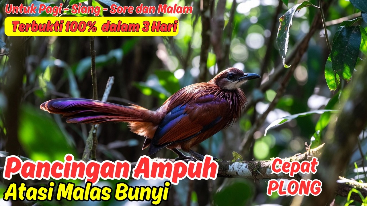 Masteran atau Pancingan Murai Batu Harian Bikin Murai Ngegas Tanpa Ampun