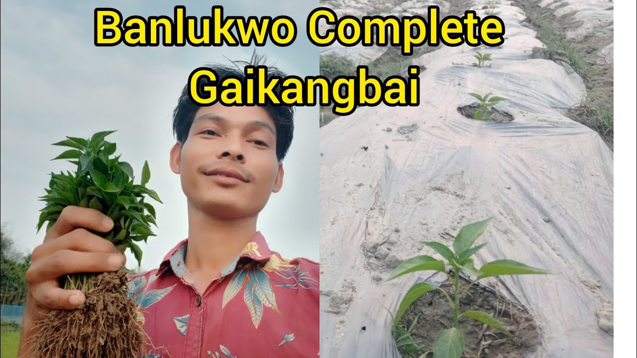 Banlukwo Complete Gaikangbai 🌶️🌶️🌱Ep. 100