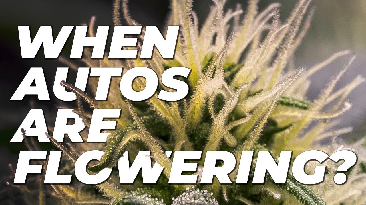 How To Tell When Autoflowers are Flowering | When are my Fast Buds ready?