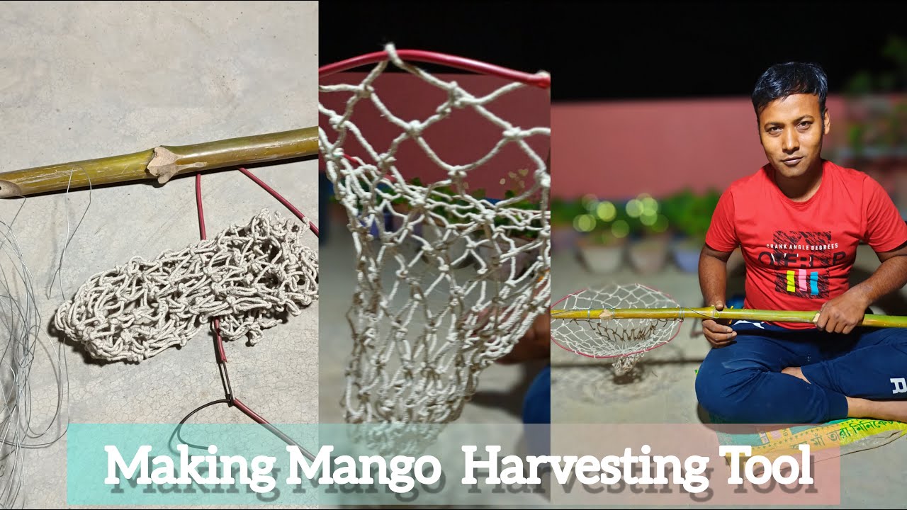 Making Handmade Mango Pluck /mango harvesting tool #garden #mango #homegarden #homemade #tools