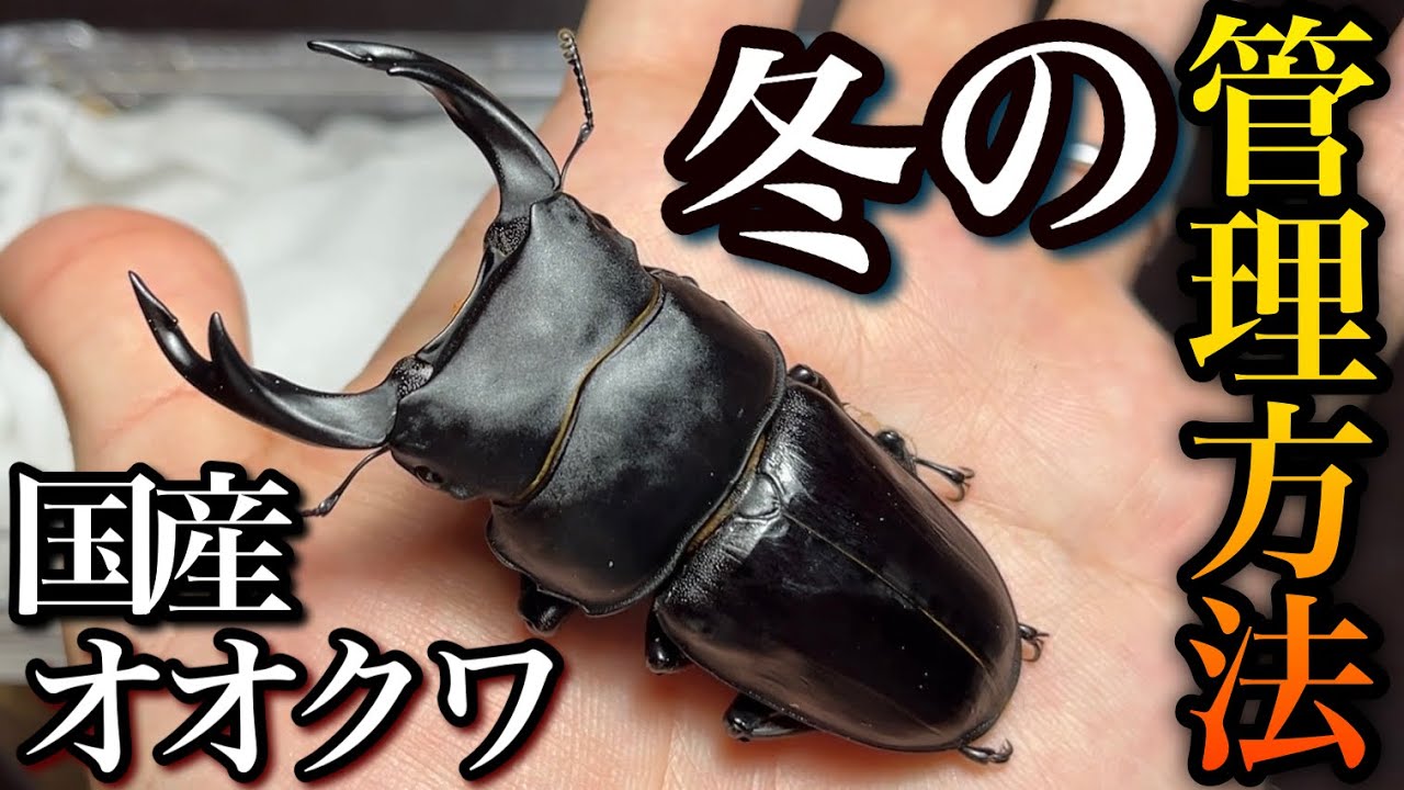 オオクワガタの越冬管理　国産種の冬場オススメ管理方法【クワガタ飼育】