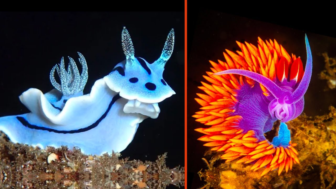 Top 8 Most Beautiful Sea Slugs