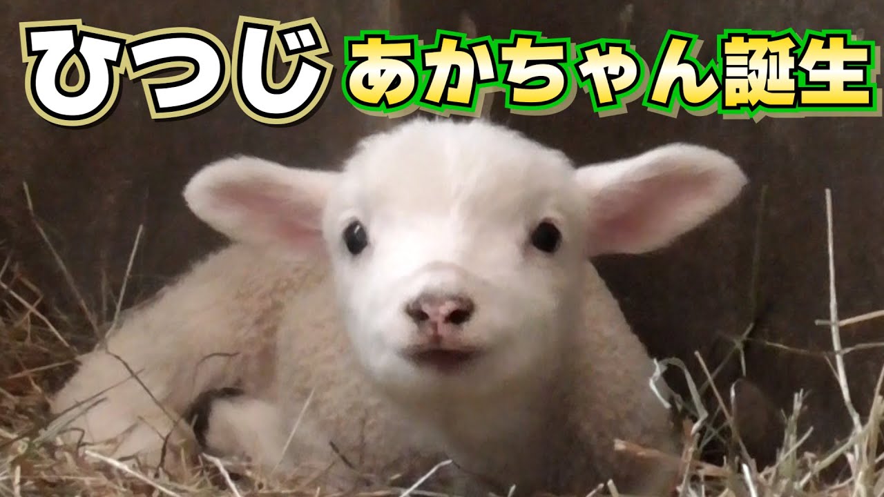 【ひつじ】パンコちゃんのあかちゃん誕生【イングランドの丘】