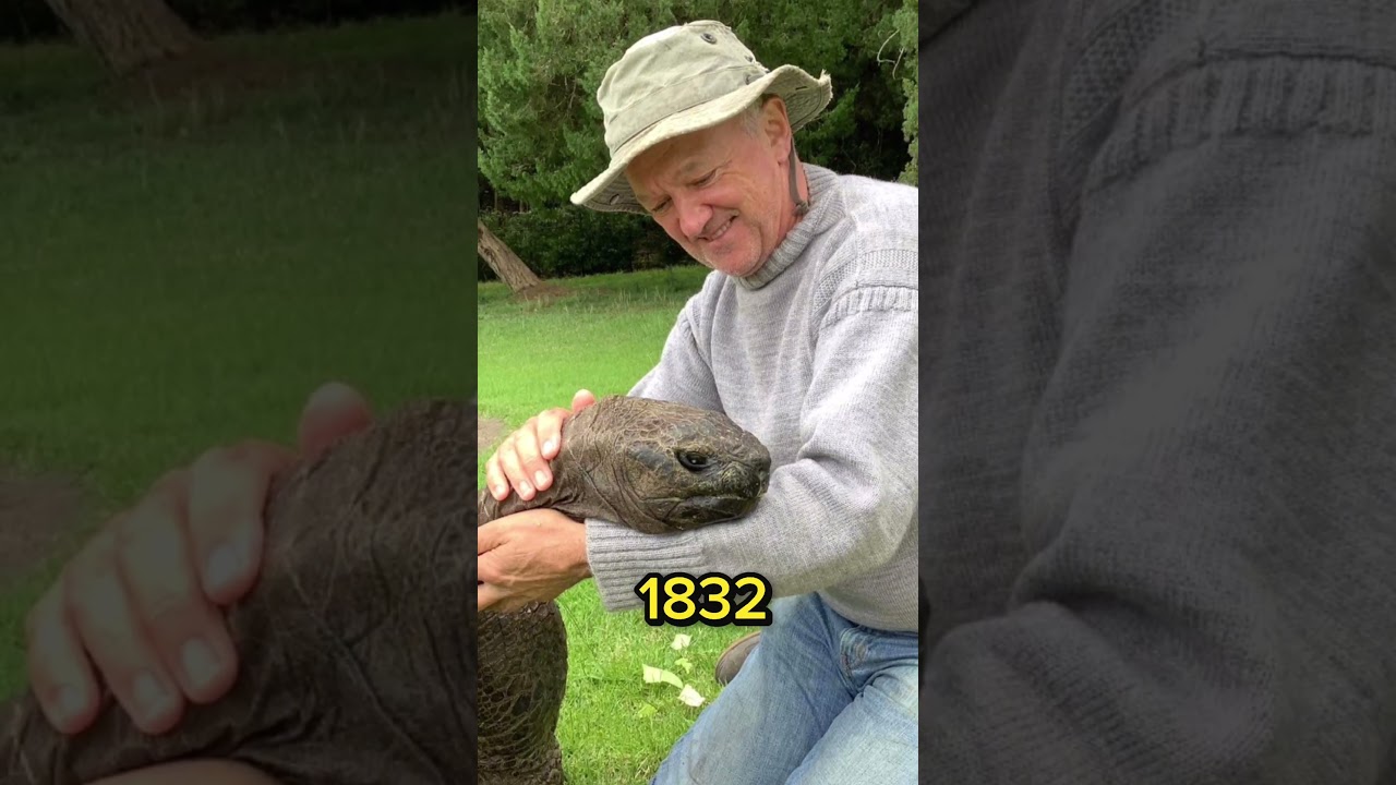 The worlds oldest turtle!