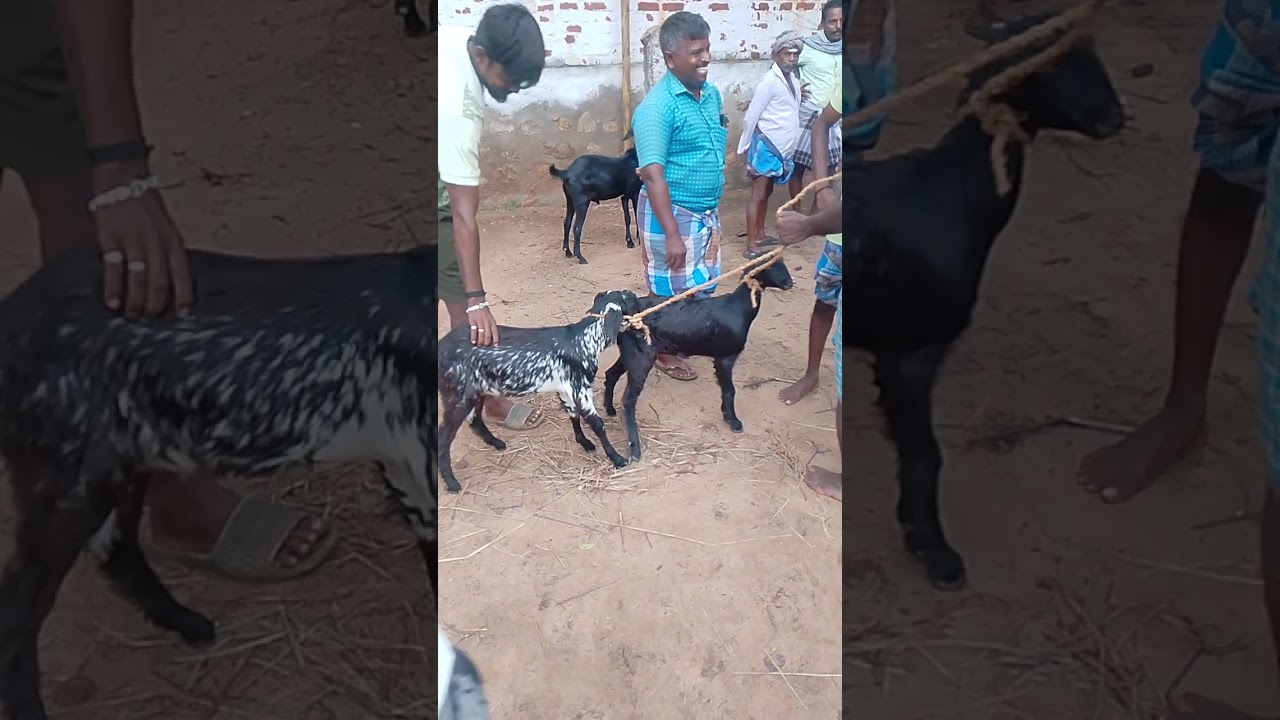 கடையம் சந்தையின் மீடியமான நிலவரம்