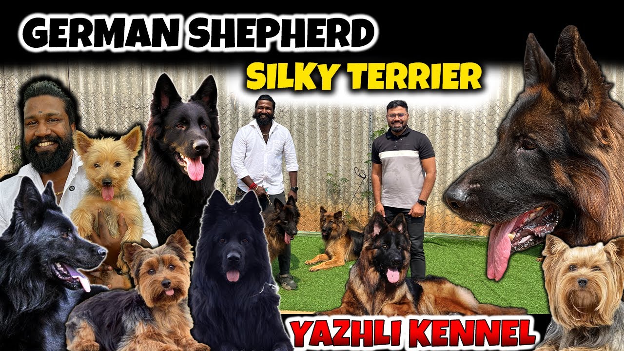 German Shepherd பற்றி யாரும் சொல்லாத உண்மைகள்! கண்டிப்பா பாக்கணும்! Cash on Delivery 