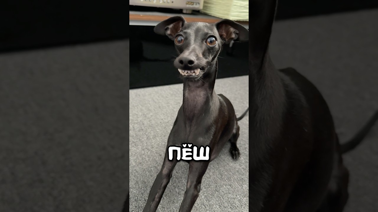 Шамый пЛеклашный пёШ #галнилевлетка #левретка #шабакабабака