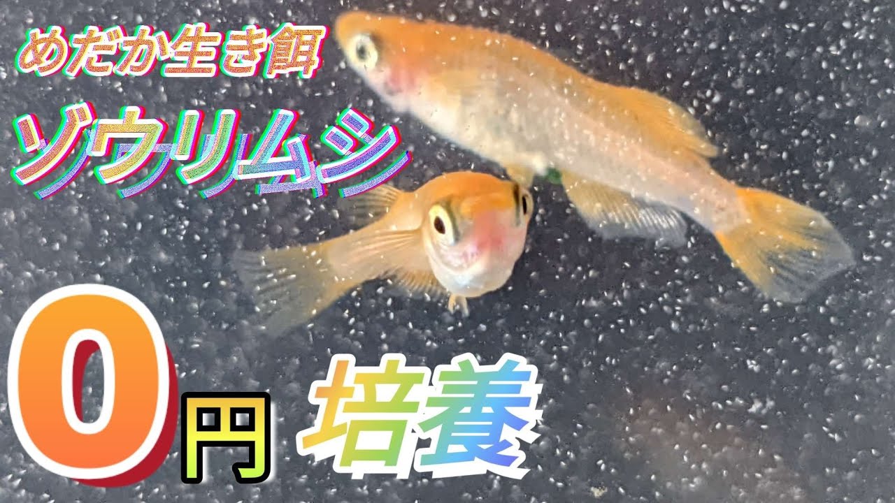 ゾウリムシ「０円培養」めだか活き餌