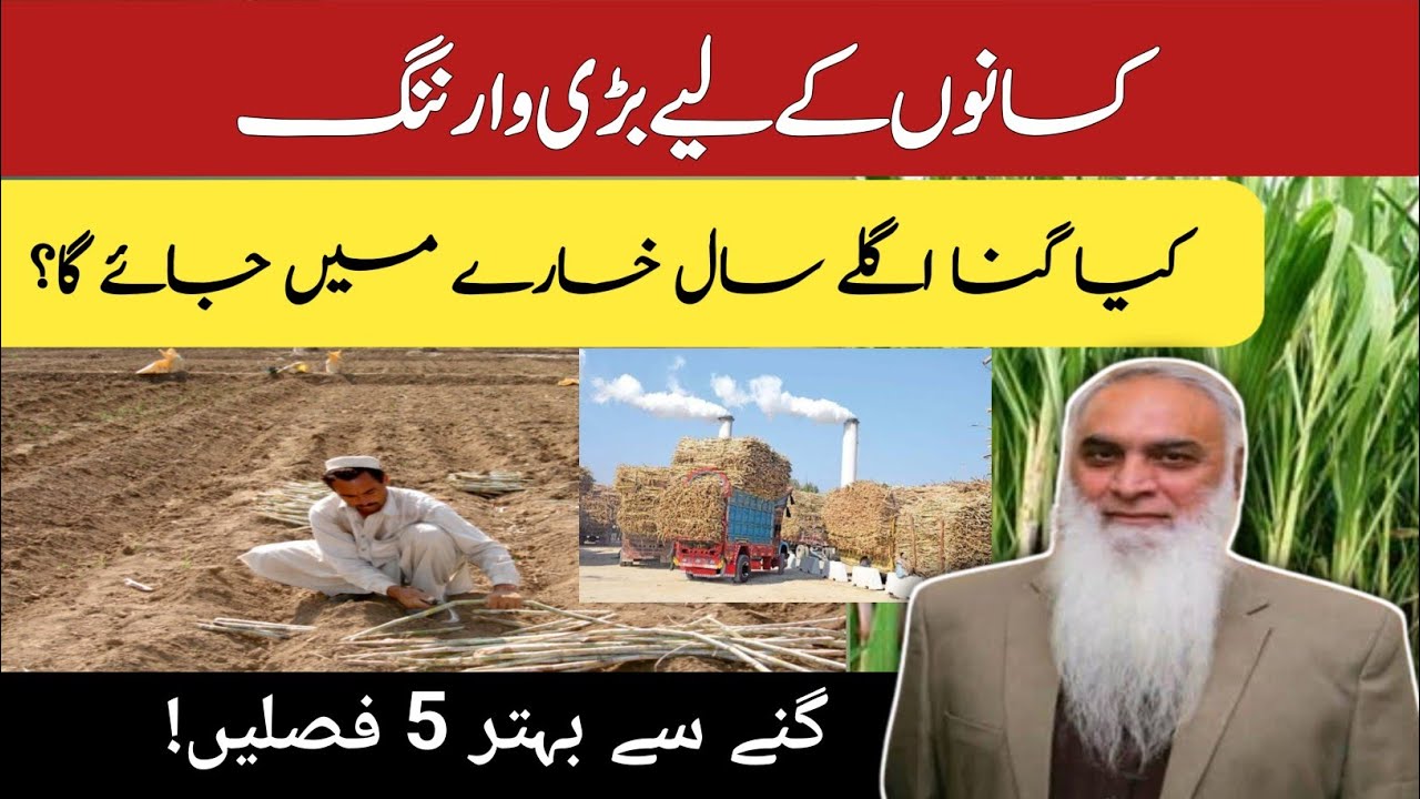 Ganna Chhor Kar Konsi Fasal Lagayen? Top 5 Munafa Bakhsh Fasalain