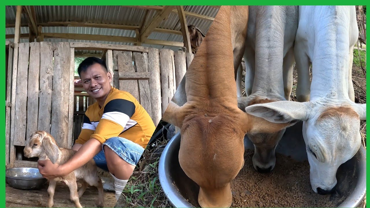 BALIK AREA2! MAWAWALA PAGOD MO PAG GANITO KA SIGLA MGA ALAGA MO..