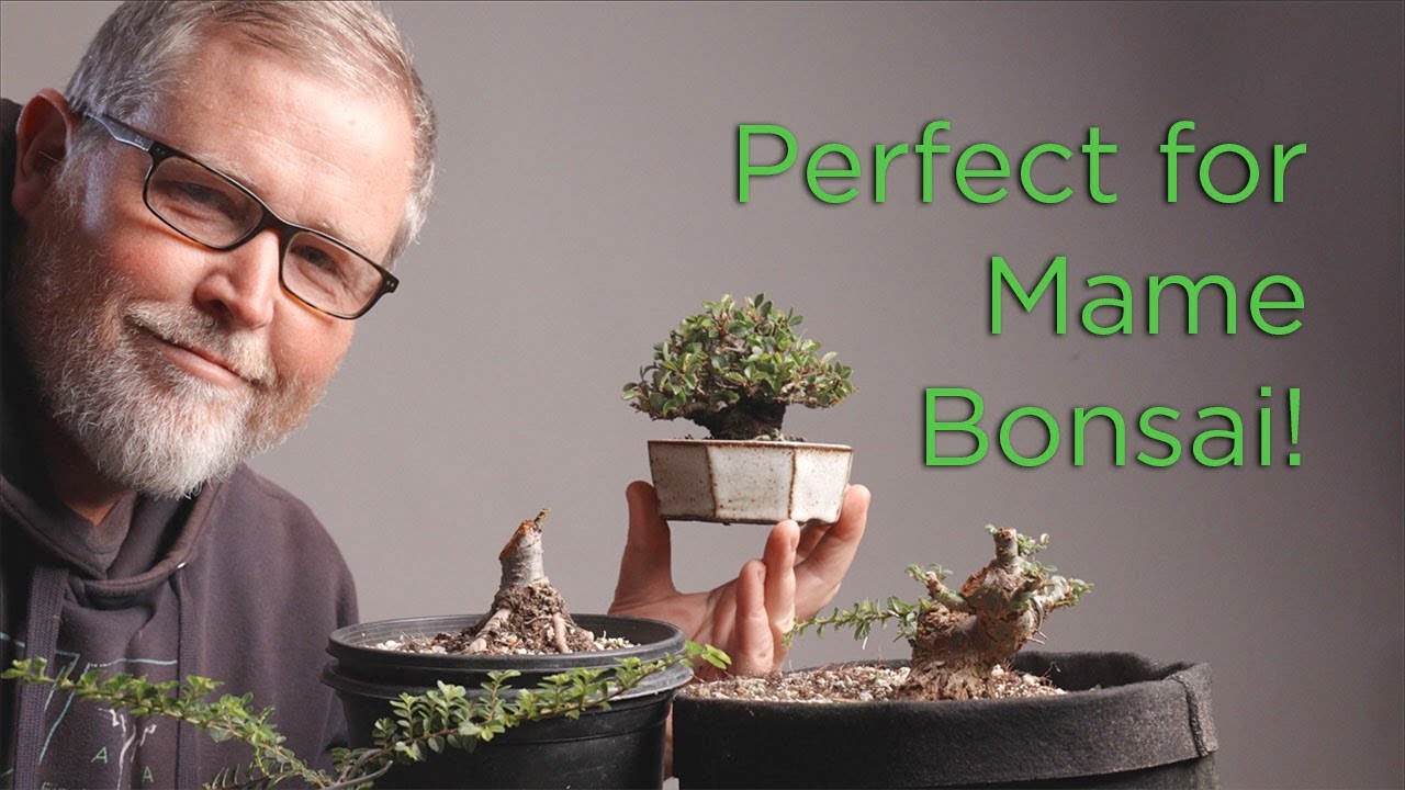 Making Mame Bonsai with Seiju Chinese Corkbark Elms