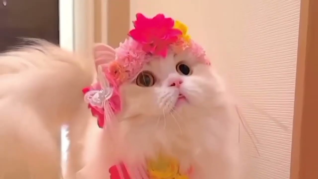 Cat's Behavior