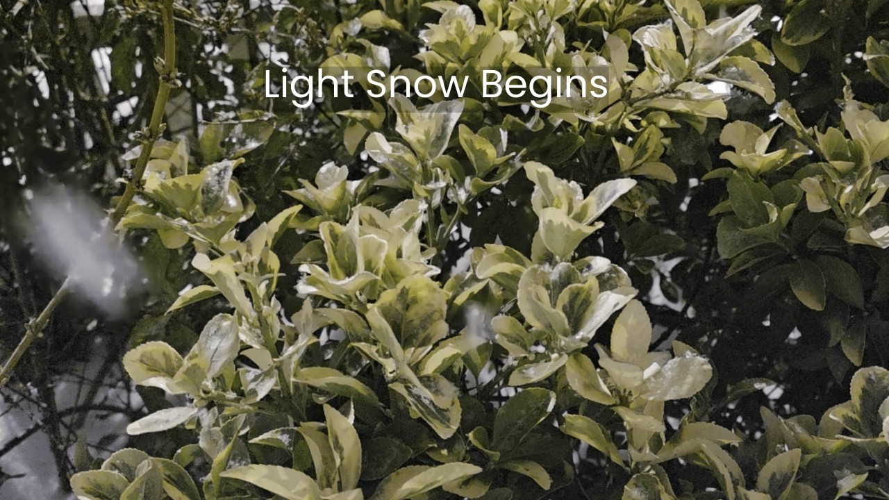 Light Snow Begins Falling on a Green Bush. Winter Calm with Distant Birds