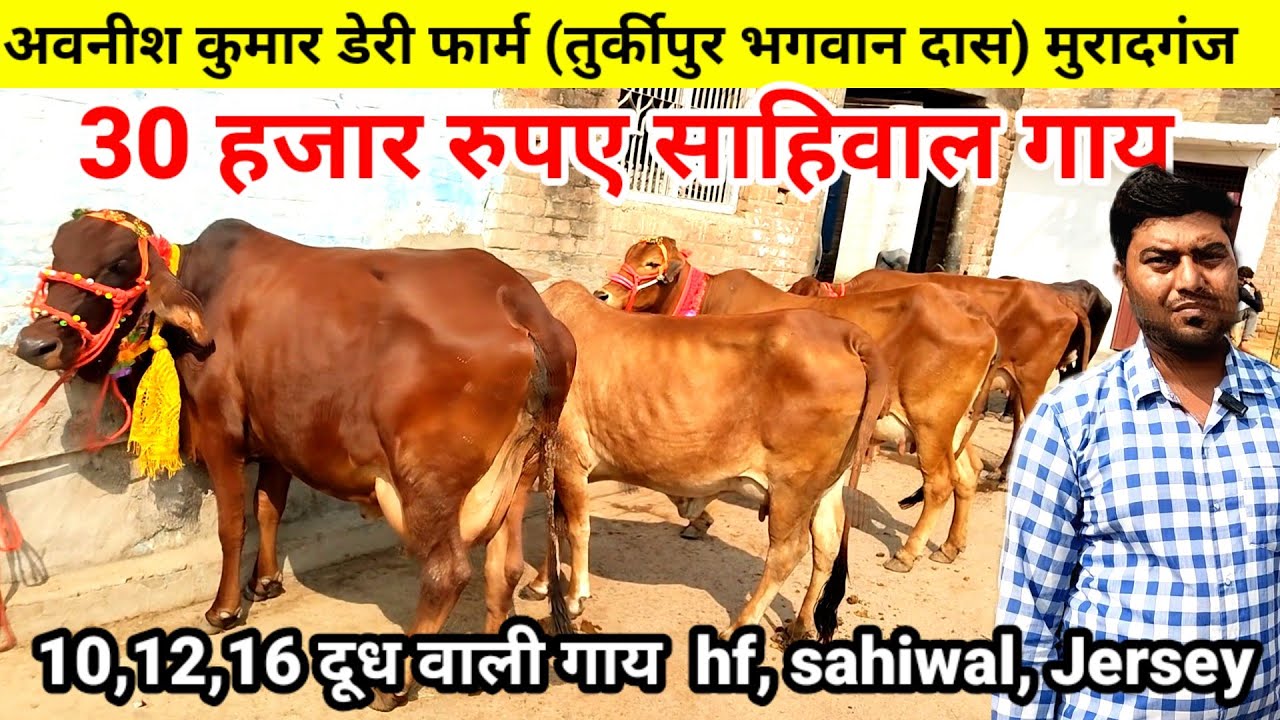 Cow dairy farm | Avnees kumar dairy farm | मुरादगंज 35000 में साहिल गाय hf sahiwalJersey #cow