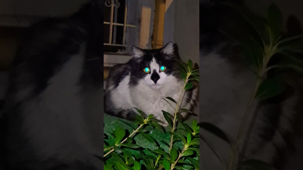 Gecenin içinden bakan gözler 💙Eyes staring from the night 💙 SUBSCRİBE ABONE OLUN 💙❤️