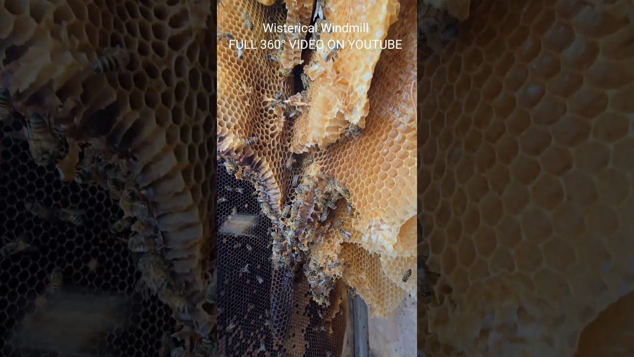 wisteria 