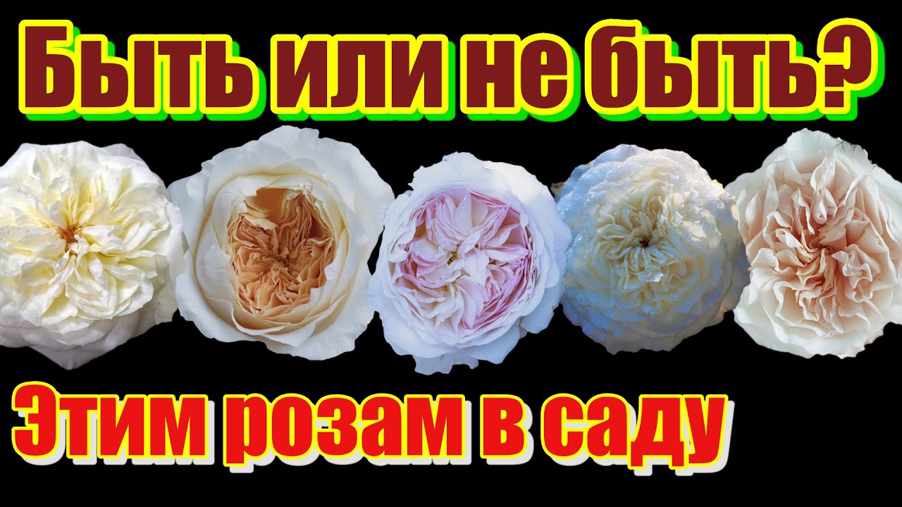 Сравнительный обзор срезочных роз Дэвида Остина.
