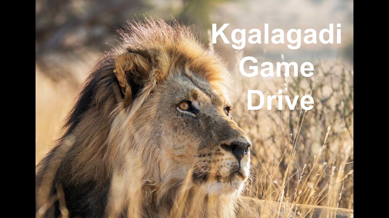 Kgalagadi Game Drive