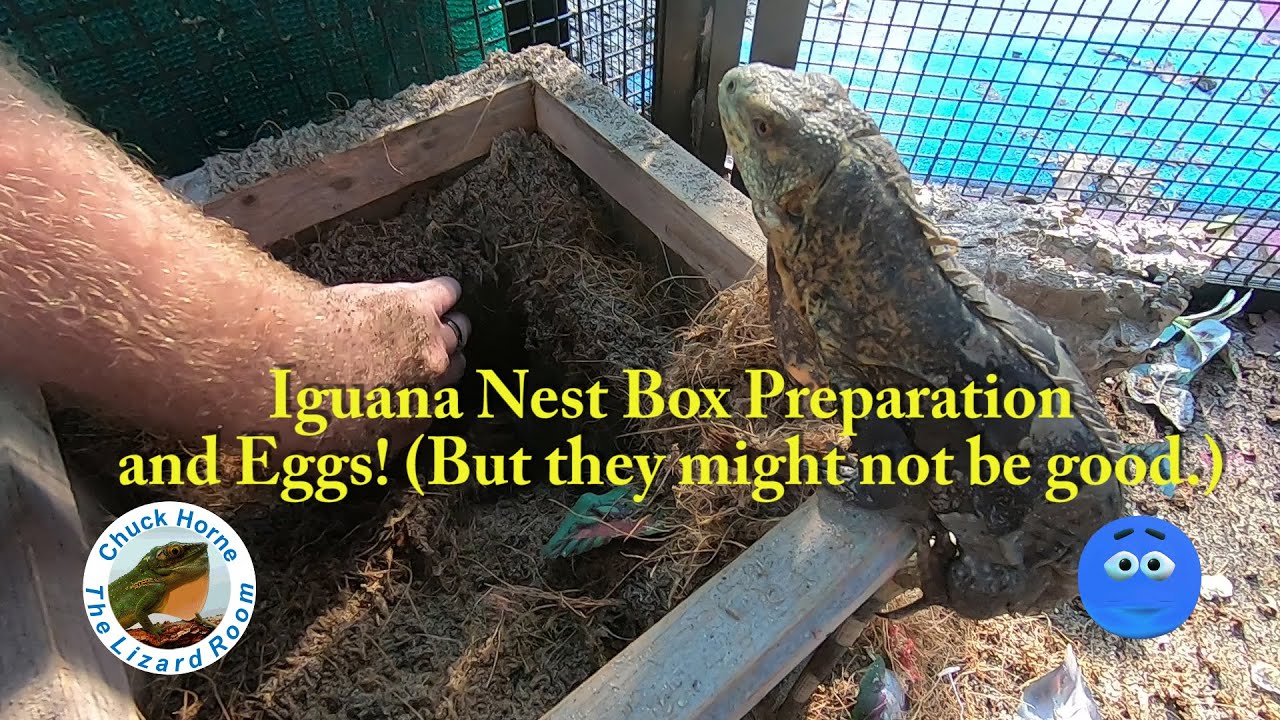 Iguana Nest Box Prep!