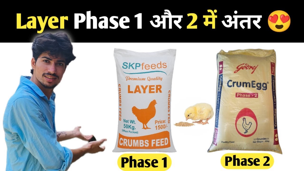 LAYER PHASE 1 और 2 फीड में अंतर 🤔 #layerphase1 #layerphase2 #poultryfeed #desimurgifarm #farming