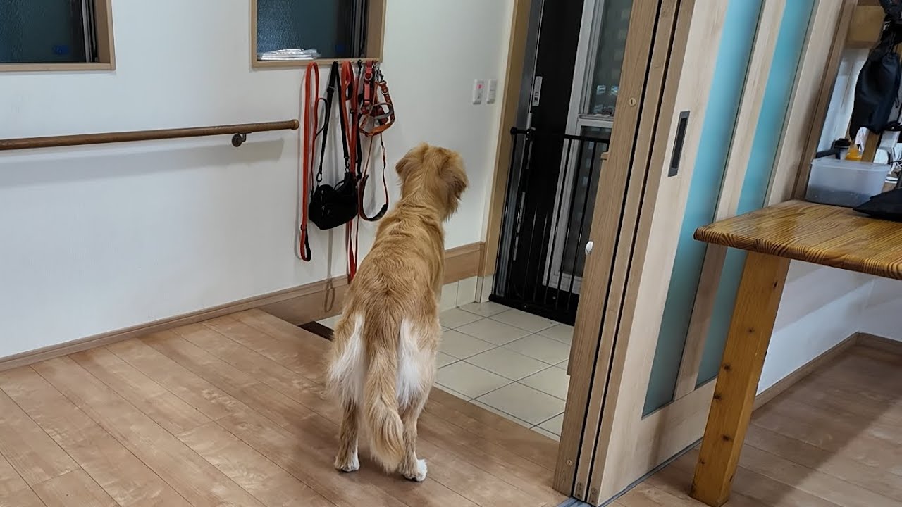 待ちに待った帰宅に大興奮！数ヶ月に１度の我慢の日。【Golden Retriever japan】