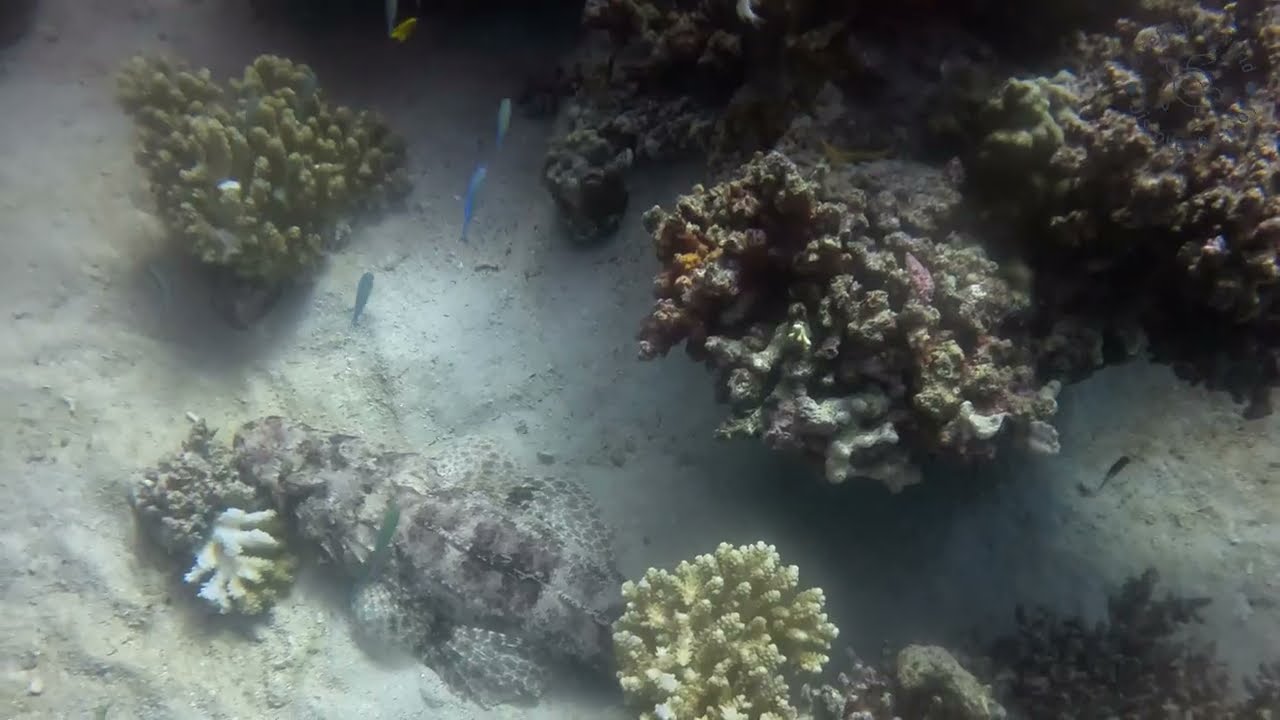 Scuba diving at the 