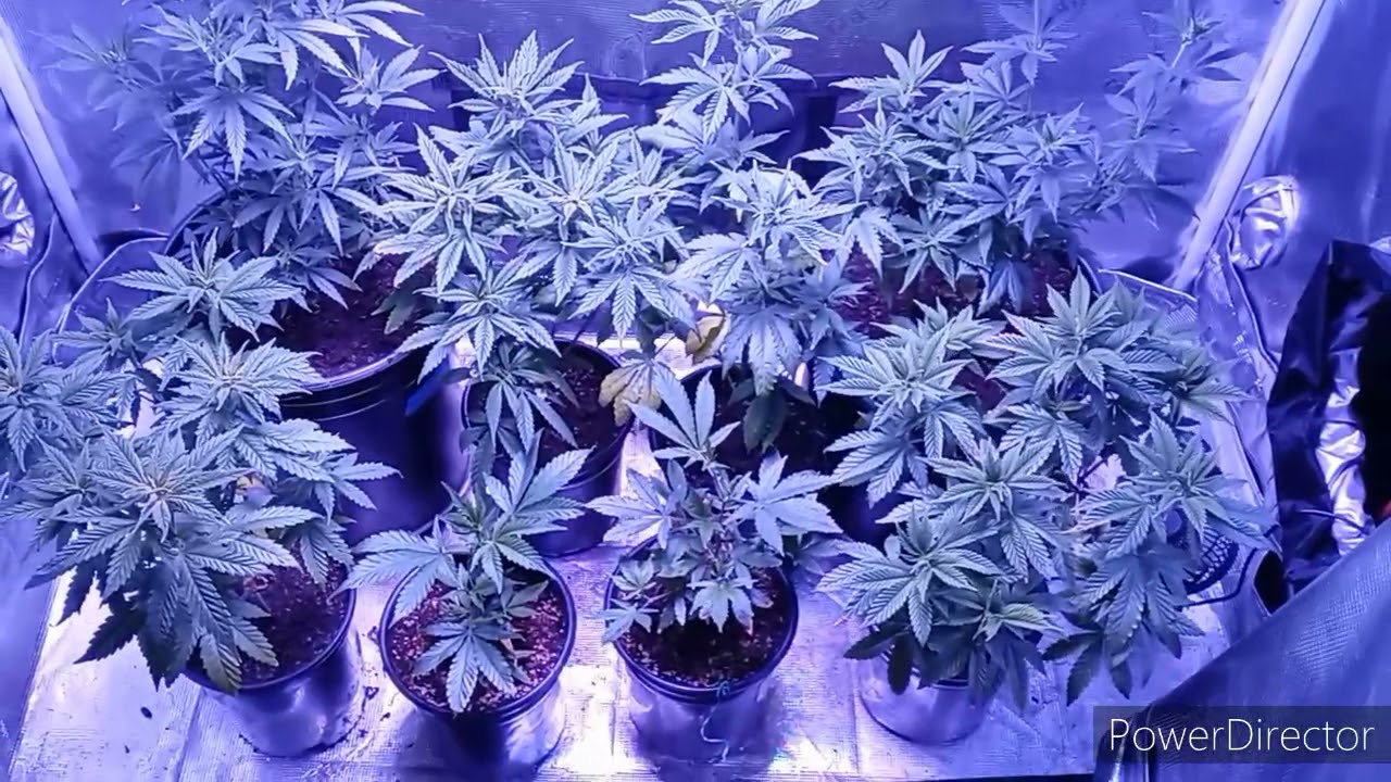 setup for harvesting cannabis every month.