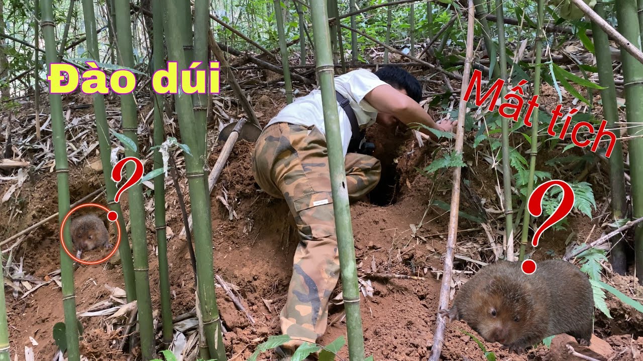 Thử Đào Dúi Rừng Sinh Tồn Trong Rừng Sẽ NTN.survive in the forest | Duy Tôm Tv