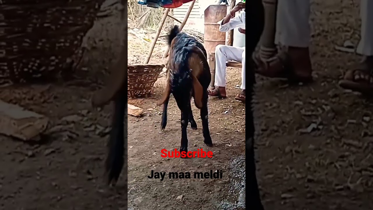 Maa meldi bootiya Bakra  status 🙏🙏🙏king meldi👑p. edit #status #viral