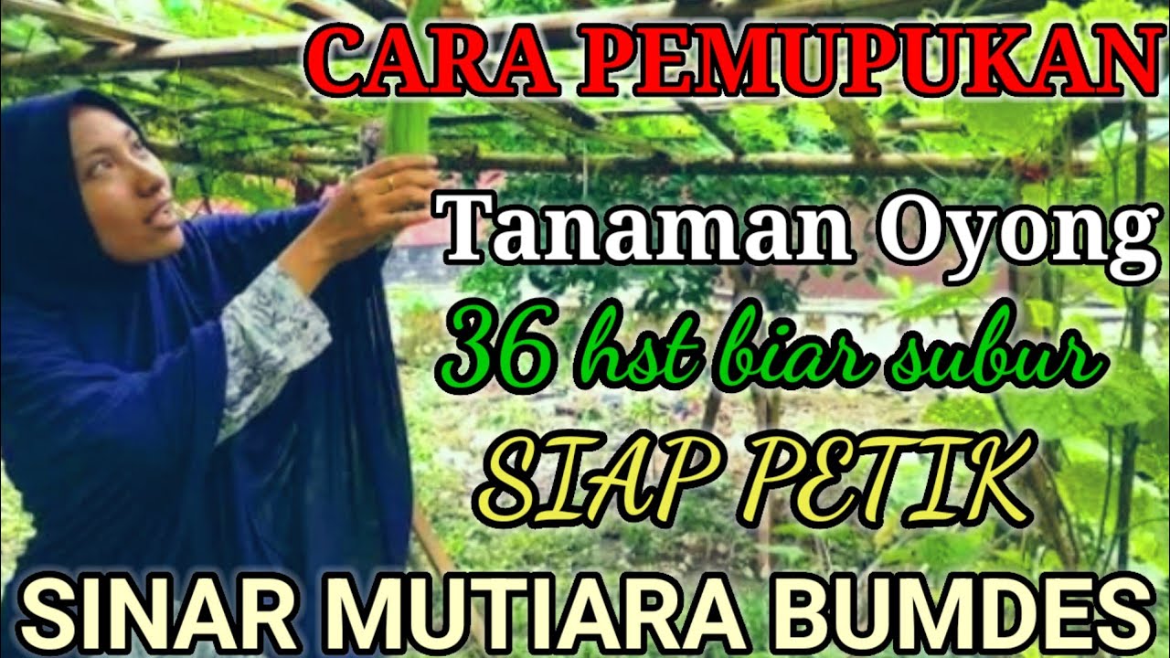 CARA PEMUPUKAN TANAMAN OYONG MAU PERTAMA KALI PANEN BIA POHONYA NGGA SETRES