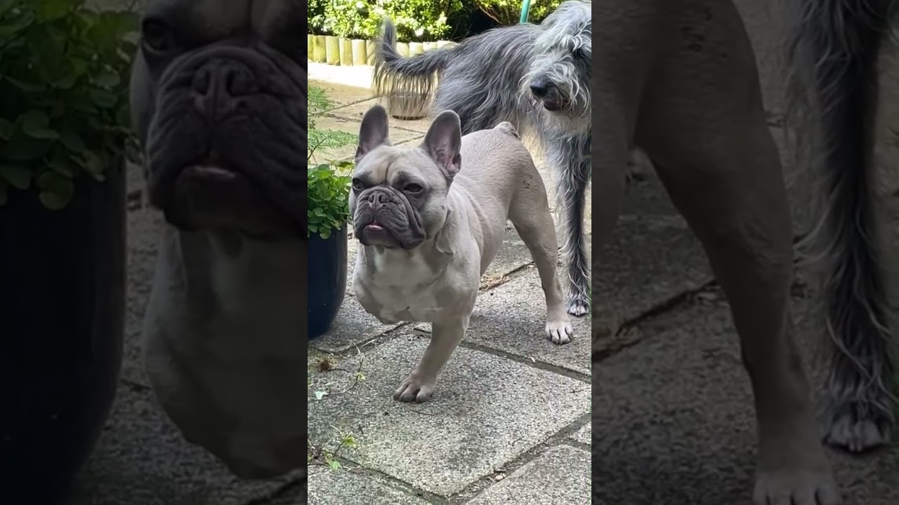 3 Legged French Bulldog and a Bedlington Terrier x Whippet