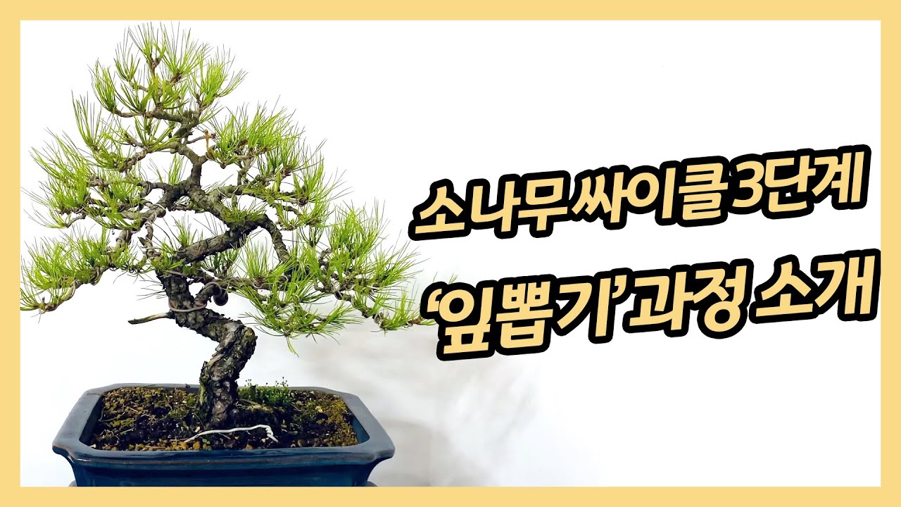 [TV분재] 소나무 싸이클 3단계 '잎뽑기'의 과정 소개