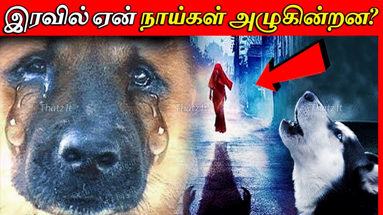 நாய்கள் ஏன் இரவில் ஊளையிடுகின்றன? உண்மை தெரிந்தால் அதிர்ந்து போவீர்கள் | Why Do Dogs Cry At Night?