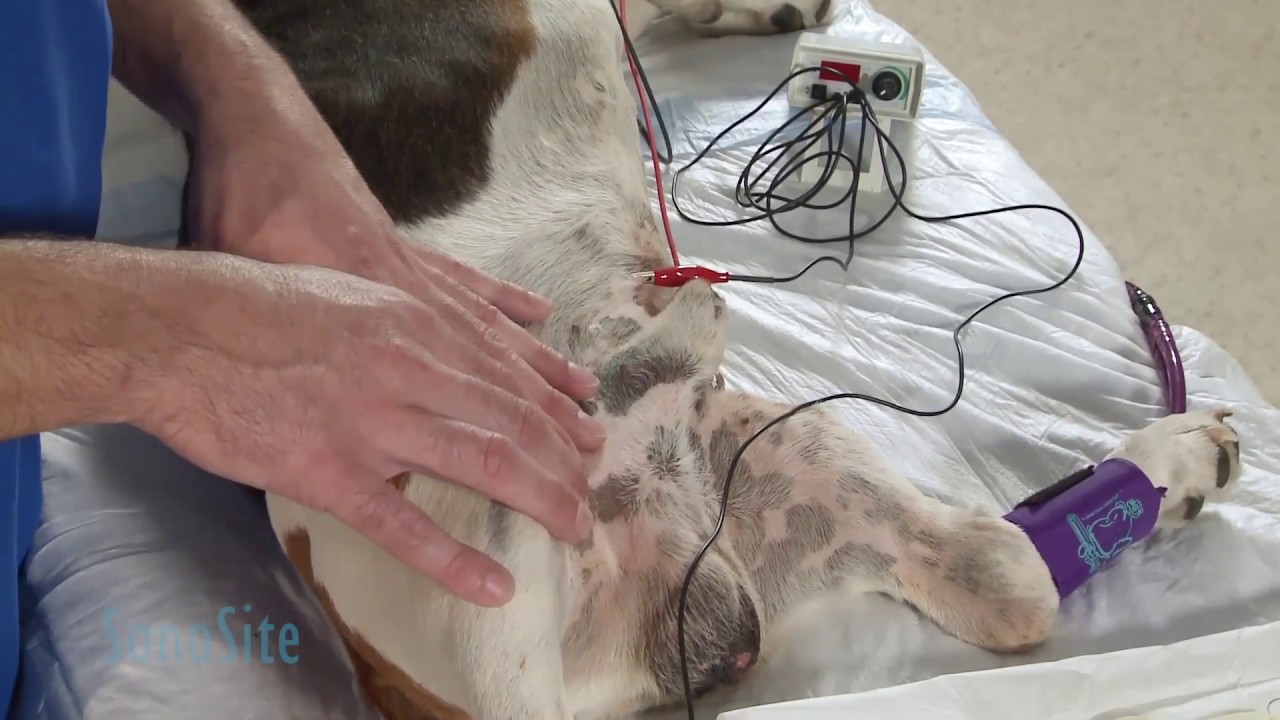 Ultrasound Guided Femoral Nerve Block in a Dog: Part 1 of 3