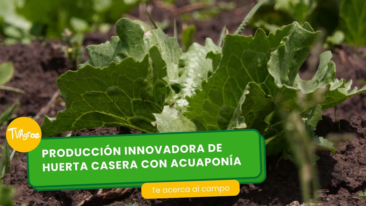 Producción innovadora de huerta casera con acuaponía- TvAgro por Juan Gonzalo Angel Restrepo