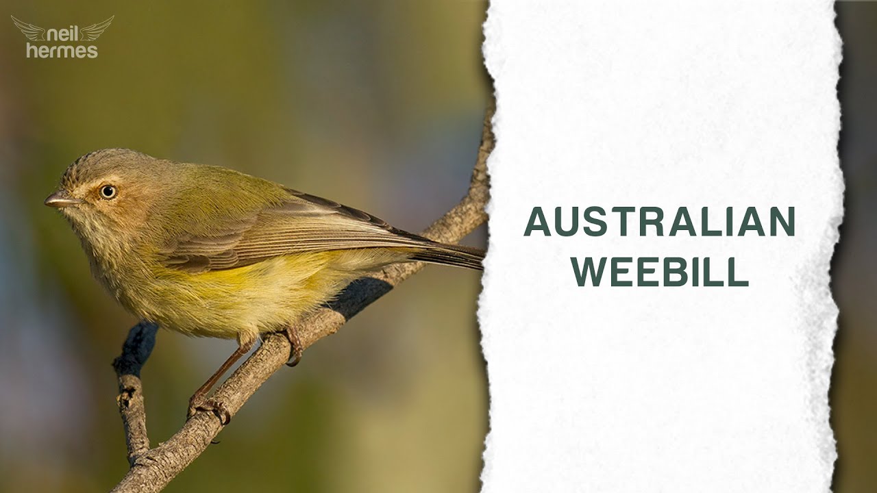 Australia's most loved bird - The Australian Weebill